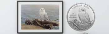 Robert Bateman Snowy Owl Design on $30 Canadian Silver Coin