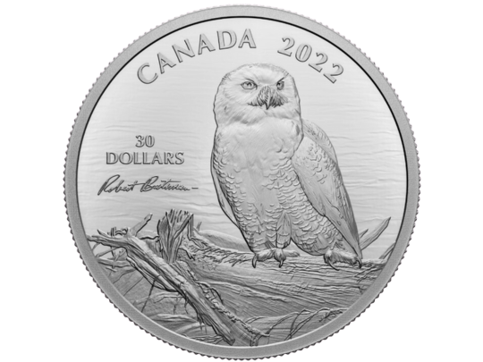 Snowy Owl coin