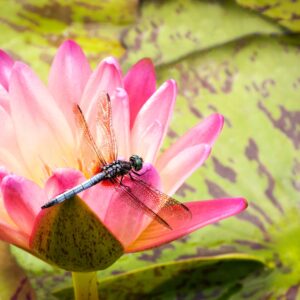 Discover the Buzz Behind the 2024 Royal Canadian Dragonfly Coin