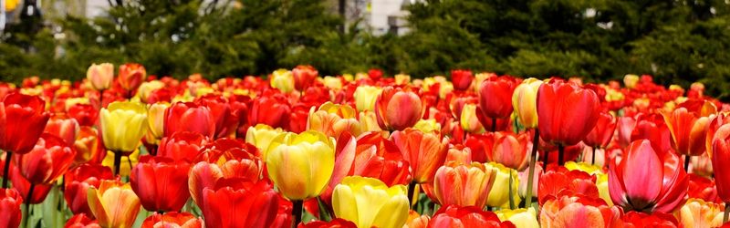 Canadian Tulip Festival