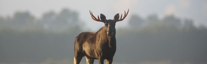 Meet the Mighty Moose Canadas Gentle Giant