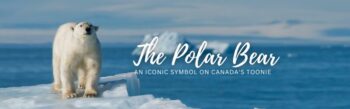 The Polar Bear An Iconic Symbol on Canadas Toonie Banner