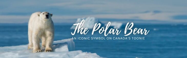 The Polar Bear An Iconic Symbol on Canadas Toonie Banner