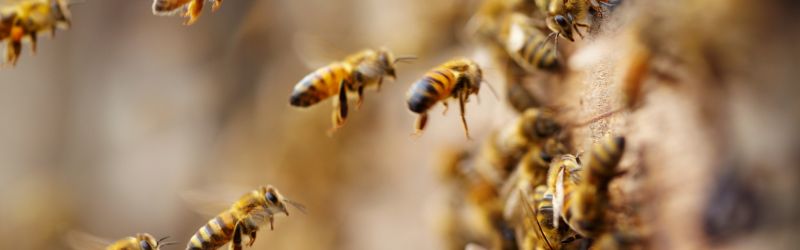 Bees Flying