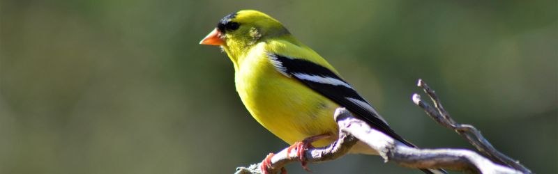 Goldfinch