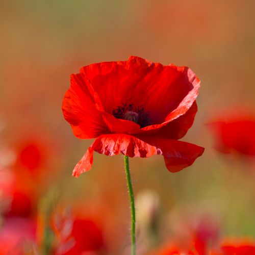 The Poppy