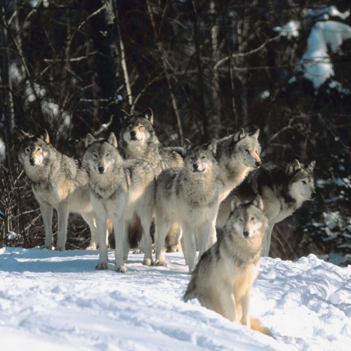 Interesting Facts About Wolves