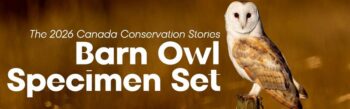 Complete 2026 Canada Conservation Stories Barn Owl Specimen Set in book-style packaging.