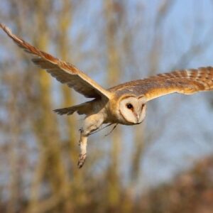 High-resolution photo of a Canadian barn owl, the inspiration for the 2026 Conservation Stories coin.