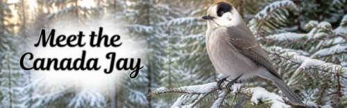 Meet the Canada Jay banner with a bird perched on a snow-covered evergreen branch.