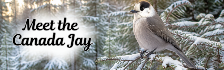 Meet the Canada Jay banner with a bird perched on a snow-covered evergreen branch.